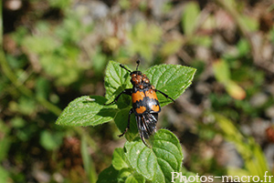 Nicrophorus sp